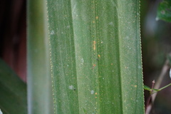 Pandanus macrostigma