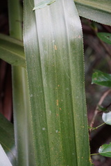 Pandanus macrostigma