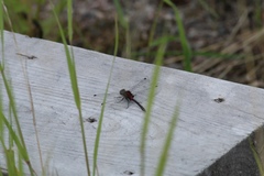 Leucorrhinia proxima