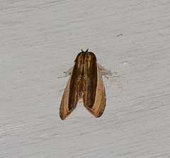 Lirimiris pennipenis