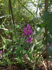 Lythrum salicaria