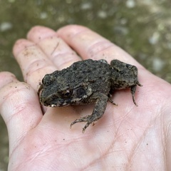 Glandirana rugosa