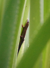 Phelsuma cepediana
