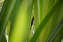 Phelsuma cepediana