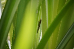 Phelsuma cepediana