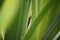 Phelsuma cepediana