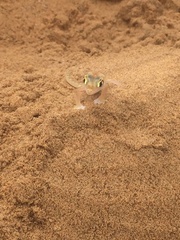 Pachydactylus rangei