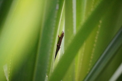 Phelsuma cepediana