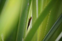 Phelsuma cepediana