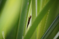 Phelsuma cepediana