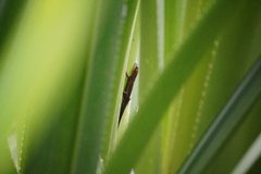 Phelsuma cepediana