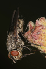 Polleniidae