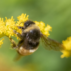 Bombus terricola image