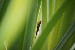 Pandanus macrostigma