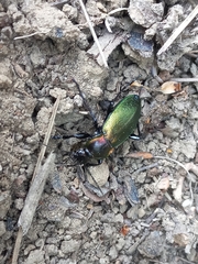Carabus scheidleri