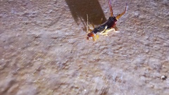 Forficula auricularia