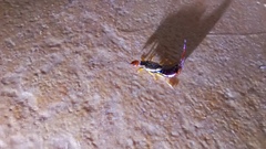 Forficula auricularia