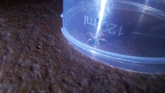 Forficula auricularia