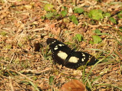 Pseudacraea lucretia