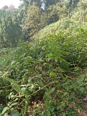 Sericostachys scandens