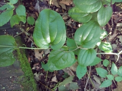 Smilax lasioneura