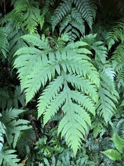 Tectaria griffithii
