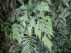 Tectaria griffithii