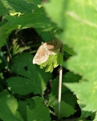 Scotopteryx chenopodiata