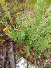 Lyonia fruticosa