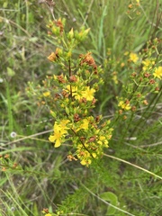 Hypericum brachyphyllum