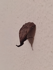 Pechipogo plumigeralis