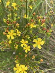 Hypericum brachyphyllum