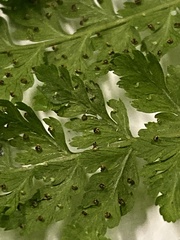 Dennstaedtia davallioides