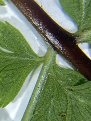 Dennstaedtia davallioides