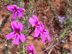 Jamesbrittenia tenuifolia