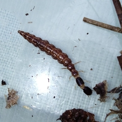 Phaeostigma
