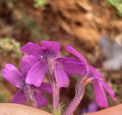Jamesbrittenia tenuifolia
