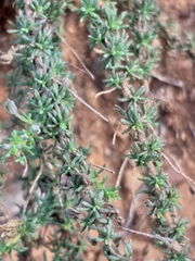 Jamesbrittenia tenuifolia