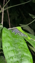 Caribena laeta
