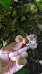 Inocybe subfulva