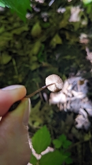 Inocybe subfulva