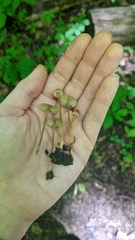 Inocybe subfulva
