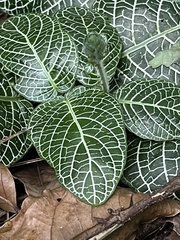 Fittonia