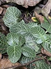 Fittonia