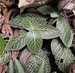 Fittonia