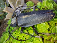 Ctenoscelis acanthopus
