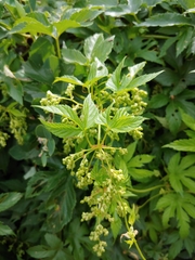 Humulus lupulus neomexicanus