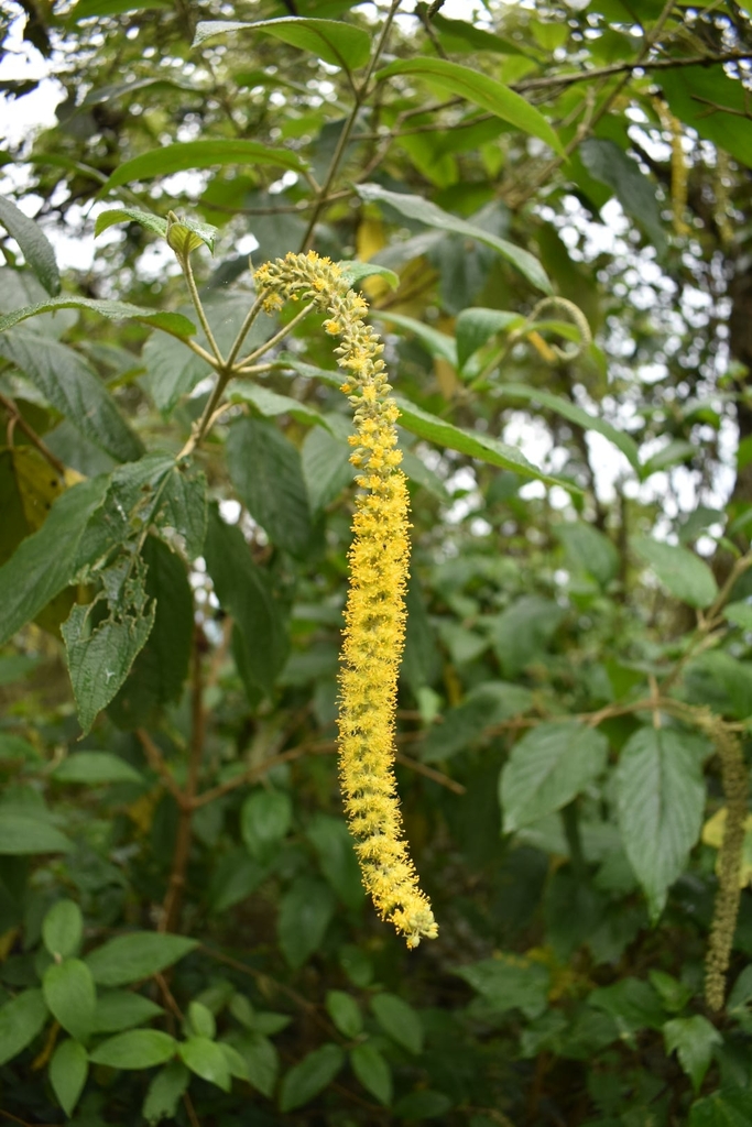Abatia mexicana