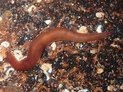 Nipponnemertes pulcher