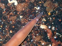 Nipponnemertes pulcher